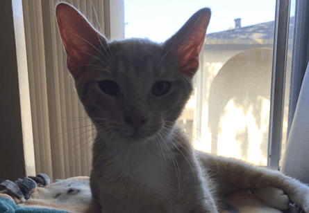 Adopted a Cat