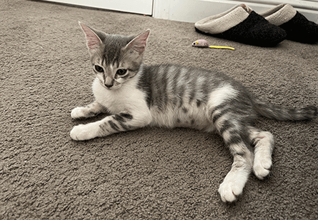 Adopted Our Second Cat