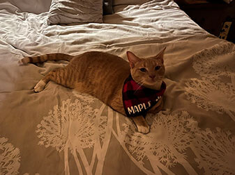 Maple