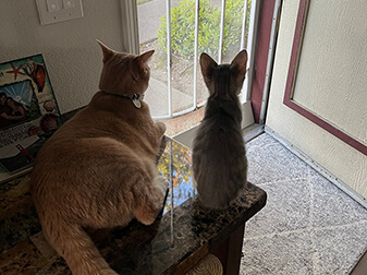 Maple And Tinker