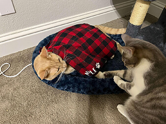 Maple And Tinker