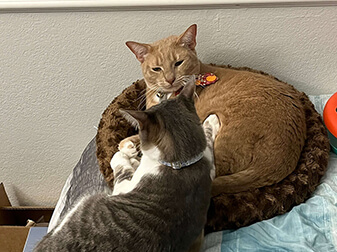 Maple And Tinker