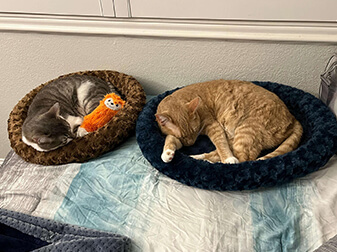 Maple And Tinker