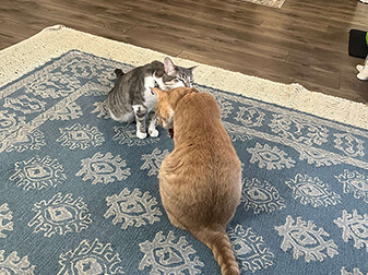 Maple And Tinker
