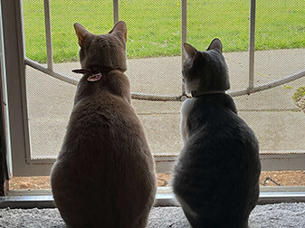 Maple And Tinker